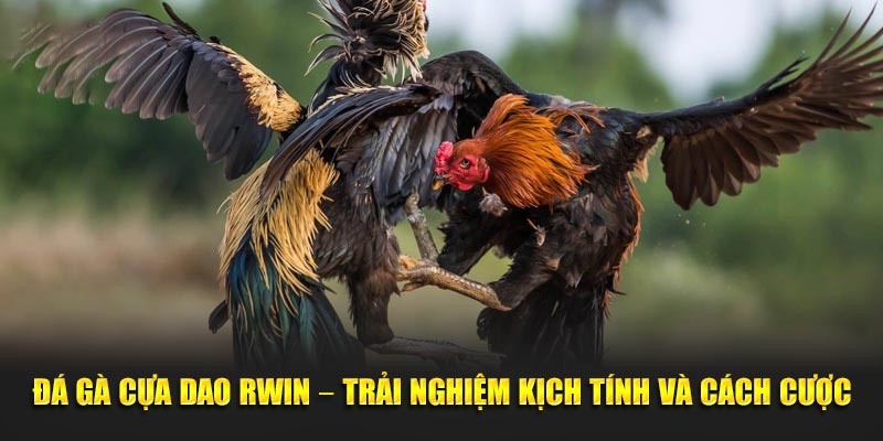 Đá Gà Cựa Dao RWIN – Trải Nghiệm Kịch Tính Và Cách Cược