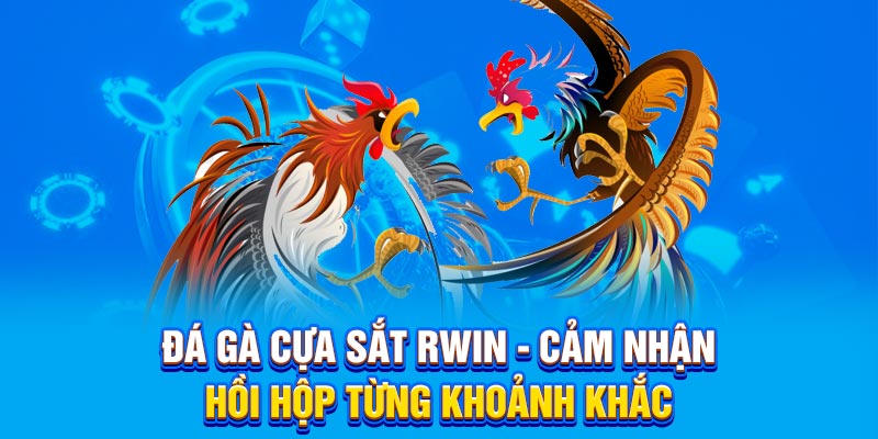 Đá Gà Cựa Sắt RWIN - Cảm Nhận Hồi Hộp Từng Khoảnh Khắc