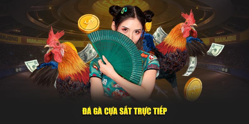 Đá gà cựa sắt trực tiếp