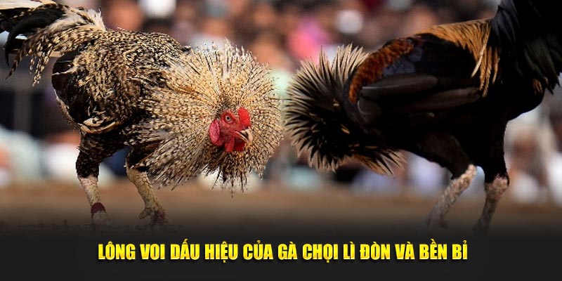 Lông voi dấu hiệu của gà chọi lì đòn và bền bỉ