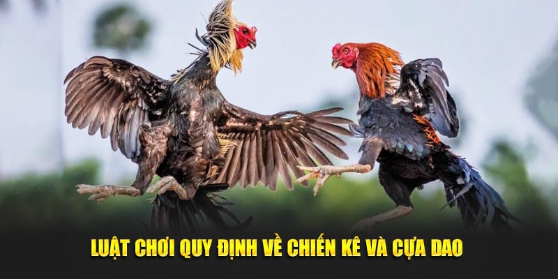 Luật chơi quy định về chiến kê và cựa dao 