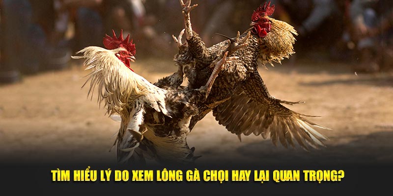 Tìm hiểu lý do xem lông gà chọi hay lại quan trọng?