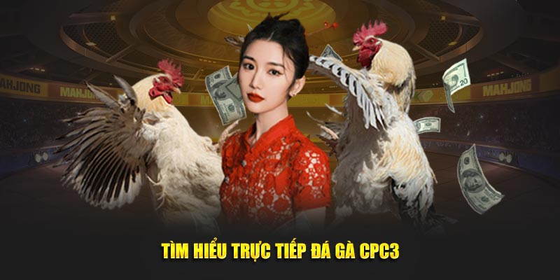 Tìm hiểu trực tiếp đá gà CPC3