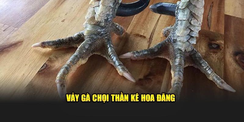 Vảy gà chọi thần kê hoa đăng