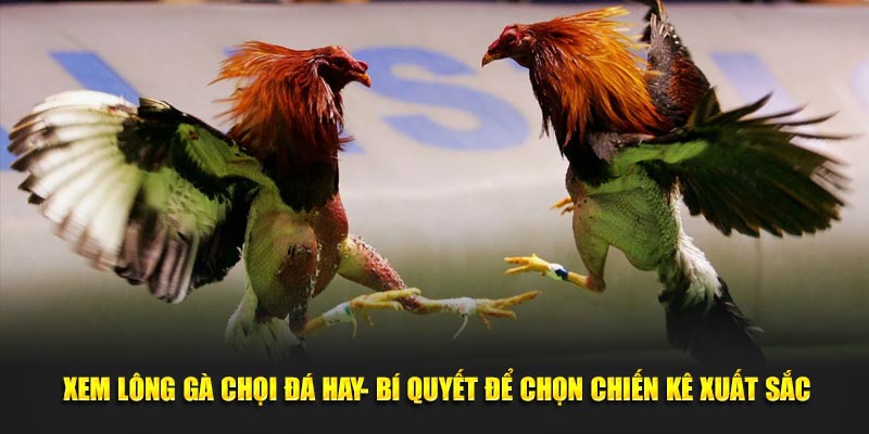 Xem Lông Gà Chọi Đá Hay Để Chọn Chiến Kê Xuất Sắc